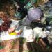 Detuvieron a cazadores furtivos en el Parque Provincial Urugua-í