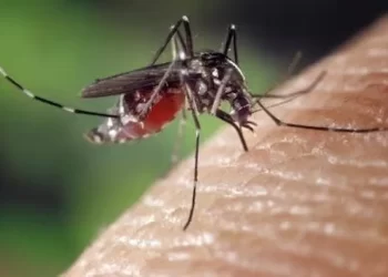 Dengue en primavera: riesgo creciente y medidas de prevención