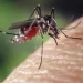 Dengue en primavera: riesgo creciente y medidas de prevención
