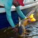 Misiones moderniza el acceso a la licencia de pesca deportiva
