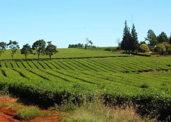 Misiones llevó la experiencia del té argentino al cierre del proyecto al-Invest verde en Brasil