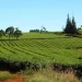 Misiones llevó la experiencia del té argentino al cierre del proyecto al-Invest verde en Brasil