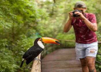 Oberá celebra el Día Mundial de la Observación de Aves con un paseo guiado para “escuchar el canto del monte”