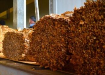Misiones depositará el pago a más de 11 mil productores tabacaleros a partir de este viernes
