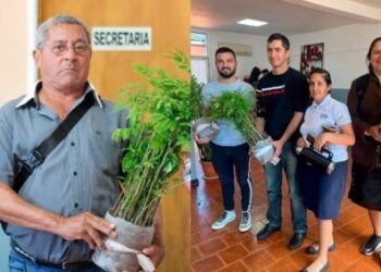 Misiones promueve prácticas sostenibles en los yerbales para fortalecer la productividad