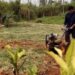 Avanza el trabajo de fortalecimiento de la huerta en la unidad Penal N° 6