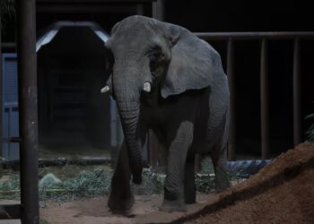La última elefanta del Ecoparque porteño murió en Brasil a los 176 días de haber sido liberada