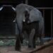 La última elefanta del Ecoparque porteño murió en Brasil a los 176 días de haber sido liberada