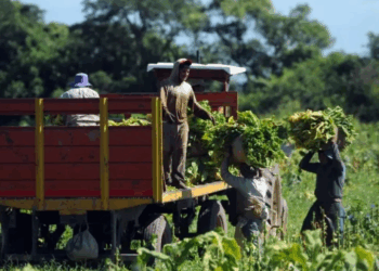 Passalacqua solicitó a nación la prórroga del decreto que protege el trabajo rural temporario