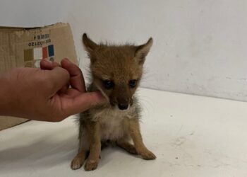 En Apóstoles una mujer encontró un zorro jugando con sus perros