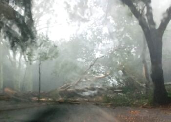 Un temporal de 15 minutos con vientos de 80 km/h causó estragos en Posadas