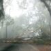Un temporal de 15 minutos con vientos de 80 km/h causó estragos en Posadas