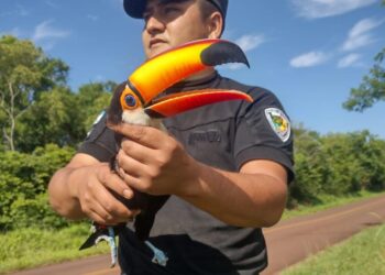 Policías rescataron a un tucán en San José
