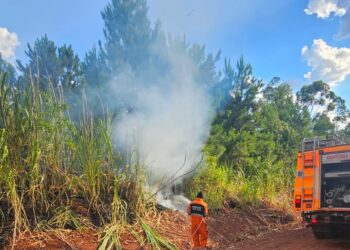 Controlan un incendio de malezas y pinar en Gobernador Roca