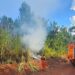 Controlan un incendio de malezas y pinar en Gobernador Roca