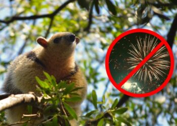 El impacto negativo de la pirotecnia para la fauna silvestre