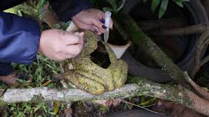 Refuerzan la prevención del dengue tras el último relevamiento LIRAa