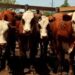 Misiones avanza con la campaña de vacunación contra la fiebre aftosa, la brucelosis y enfermedades emergentes