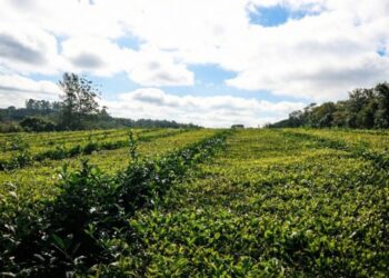 Misiones fijó el nuevo precio del té garantizando previsibilidad a la cadena productiva