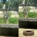Tragedia en un zoológico en Brasil: un intruso murió tras ser atacado por una leona