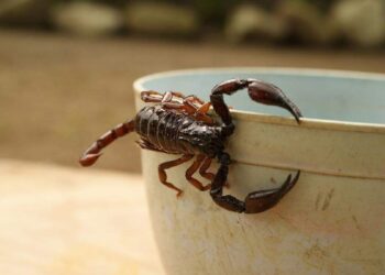 Piden extremar cuidados ante la aparición de alimañas y animales ponzoñosos