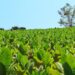 Misiones abonará casi $2.000 millones a productores tabacaleros
