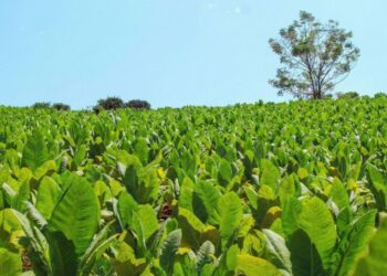 Aumento del 30% en el precio del tabaco en Misiones