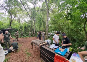 Misiones fortalece la conservación del yaguareté a través de selva paranaense