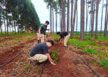 Agroforestales ensayan con café