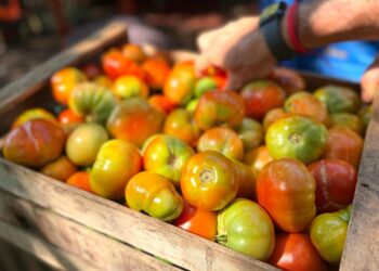 Productores solidarios donan parte de su cosecha a comedores