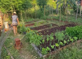 Productora de Puerto Leoni rescata 23 variedades de «tomates reliquia» y multiplica semillas propias
