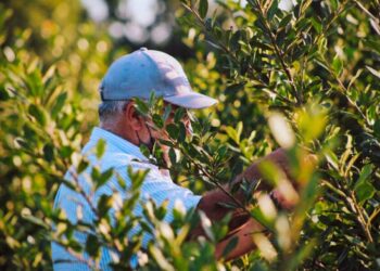 Misiones impulsa la restauración de los agroecosistemas yerbateros