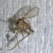 Posadas impulsa un convenio interinstitucional para detectar flebovirus