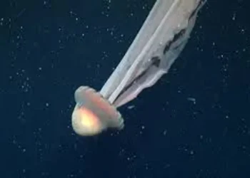 Hallaron una medusa gigante en el Mar Argentino