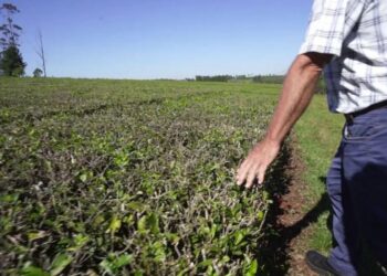 La crisis nacional empuja a productores misioneros a vender sus chacras y crece el interés desde Europa