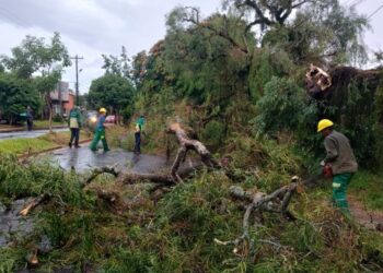 El temporal en Posadas provocó caída de postes y árboles y anegamiento