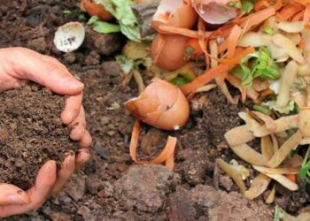 Lanzan la plataforma  EcoRed Misiones para impulsar el compostaje y la gestión de residuos