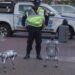 Venezuela despliega perros robot para patrullar Caracas