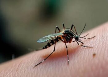 Misiones sin chikungunya y sin circulación viral