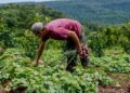 Misiones lanza “Ahora Chacra” con devolución del 20% en insumos rurales