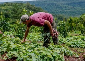 Misiones lanza “Ahora Chacra” con devolución del 20% en insumos rurales