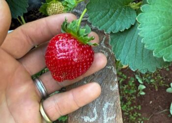 Una productora sostiene con frutillas un modelo que resiste la crisis y desafía la concentración