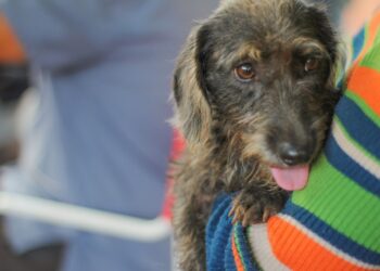 Esta semana, operativos del Imusa  en barrios de Posadas