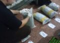 Secuestraron marihuana valuada en más de $15 millones en la zona costera de Posadas