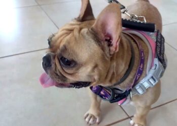 Casita Creación apuesta a la terapia canina