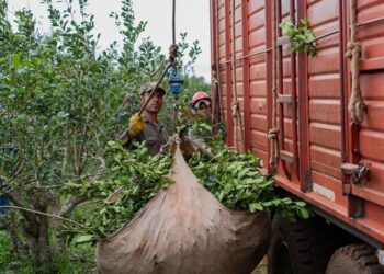El precio de la hoja verde entra en debate en Misiones