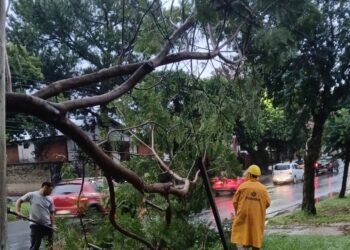 Fuertes vientos causan caída de árboles en Posadas