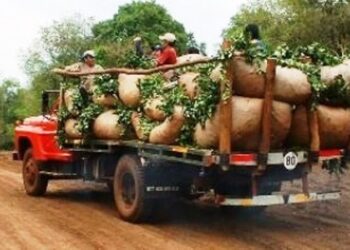 Refuerzan controles al transporte de tareferos y detectan irregularidades laborales