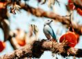 Misiones registró 311 especies y encabezó en el país el Gran Día de Observación de Aves