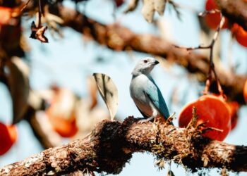 Misiones registró 311 especies y encabezó en el país el Gran Día de Observación de Aves